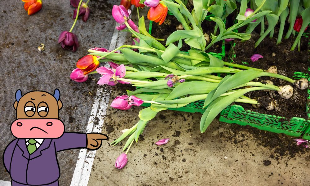 Tác động và hậu quả của Bong bóng Hoa Tulip Hà Lan 
